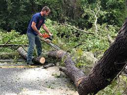 Best Firewood Processing and Delivery  in Enoch, UT