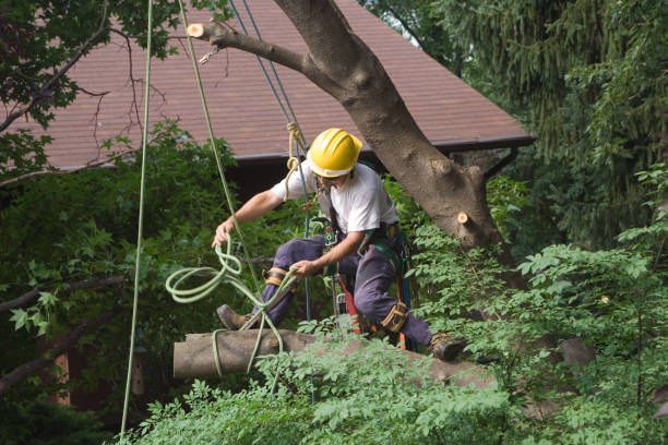 Best Arborist Consultation Services  in Enoch, UT