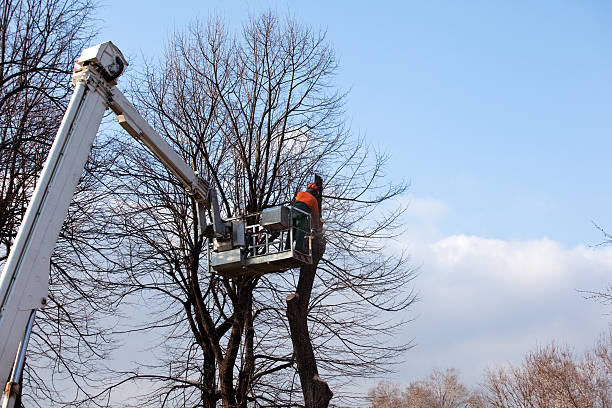 Best Tree Trimming and Pruning  in Enoch, UT